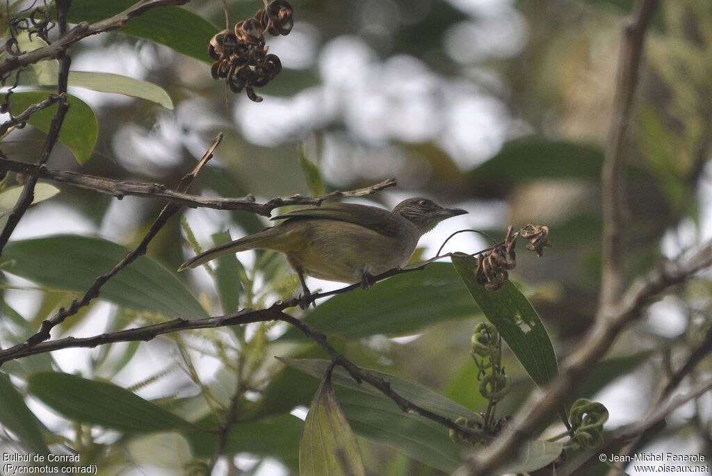 Bulbul de Conrad