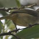 Bulbul de Conrad