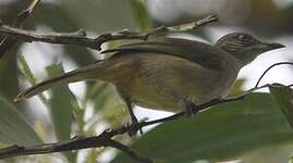 Bulbul de Conrad