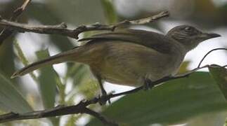 Streak-eared Bulbul