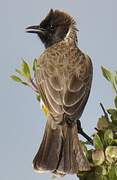 Dodson's Bulbul