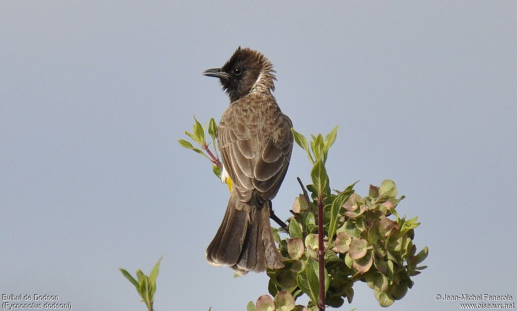 Dodson's Bulbul