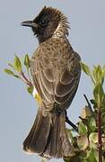 Dodson's Bulbul