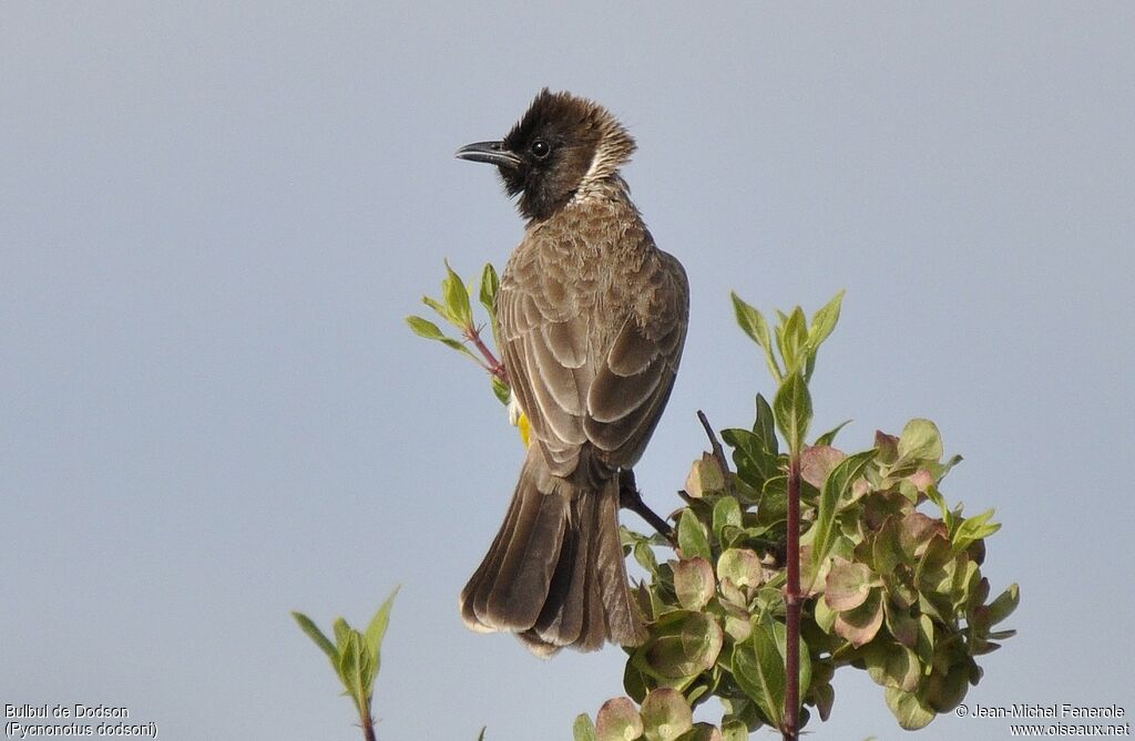 Dodson's Bulbul