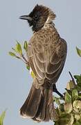 Dodson's Bulbul