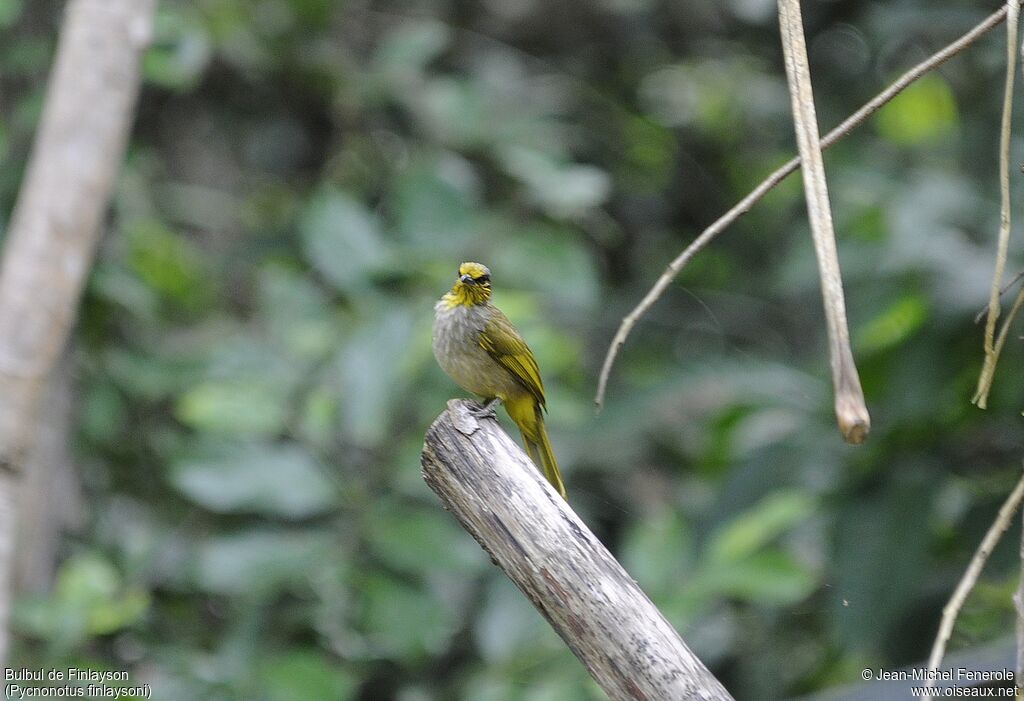 Stripe-throated Bulbul