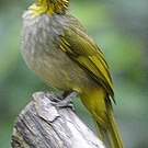 Bulbul de Finlayson