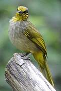 Stripe-throated Bulbul