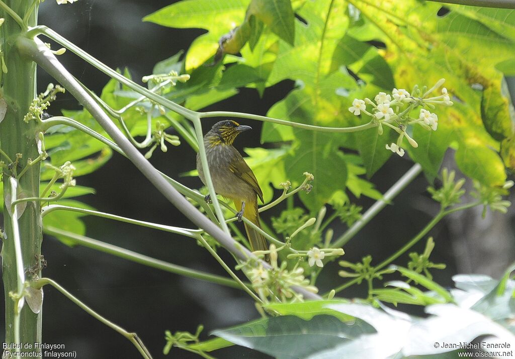 Stripe-throated Bulbul