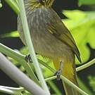 Bulbul de Finlayson
