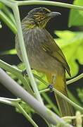 Stripe-throated Bulbul