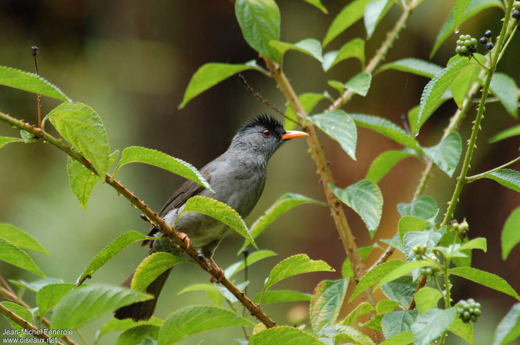 Bulbul de Madagascaradulte, identification