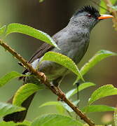 Malagasy Bulbul