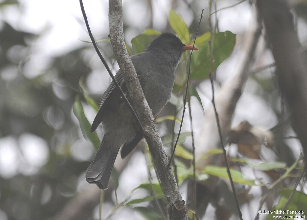 Mauritius Bulbul