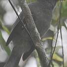 Bulbul de Maurice