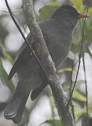 Mauritius Bulbul