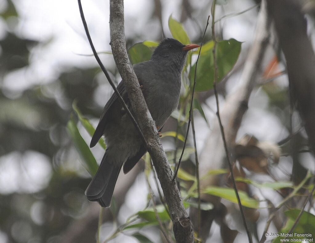 Bulbul de Maurice