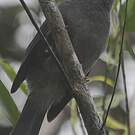 Bulbul de Maurice