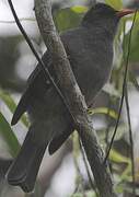 Mauritius Bulbul