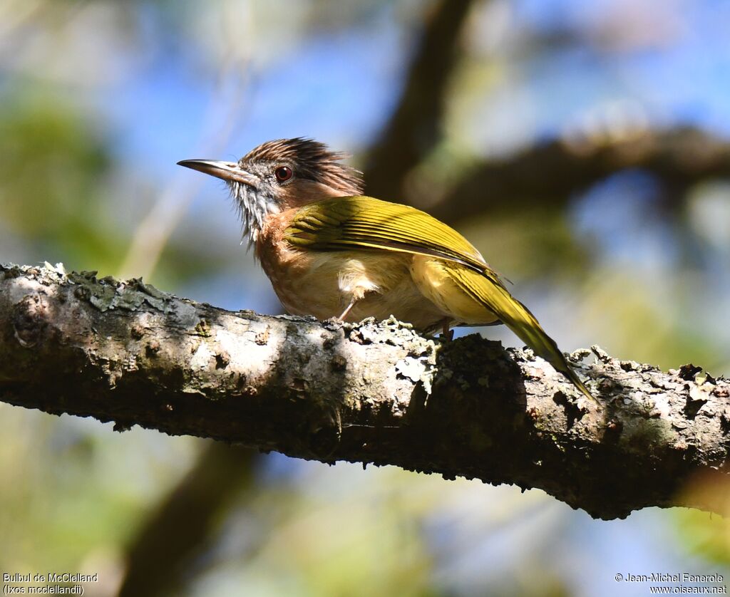 Mountain Bulbul