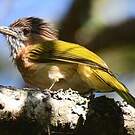 Bulbul de McClelland