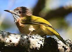 Mountain Bulbul