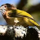 Bulbul de McClelland
