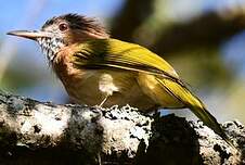 Bulbul de McClelland