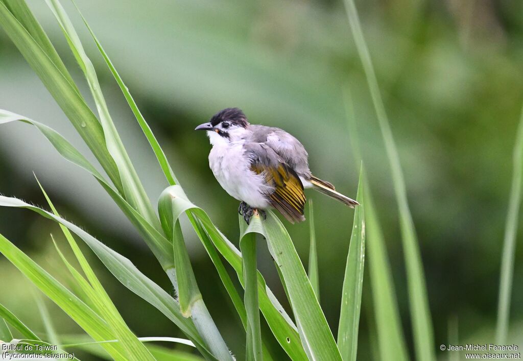 Bulbul de Taïwan