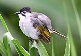 Bulbul de Taïwan