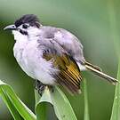 Bulbul de Taïwan
