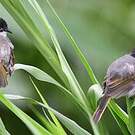 Bulbul de Taïwan