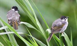 Bulbul de Taïwan
