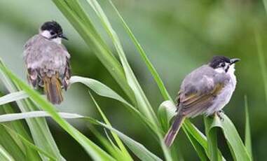 Bulbul de Taïwan
