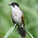 Bulbul de Taïwan