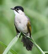 Bulbul de Taïwan