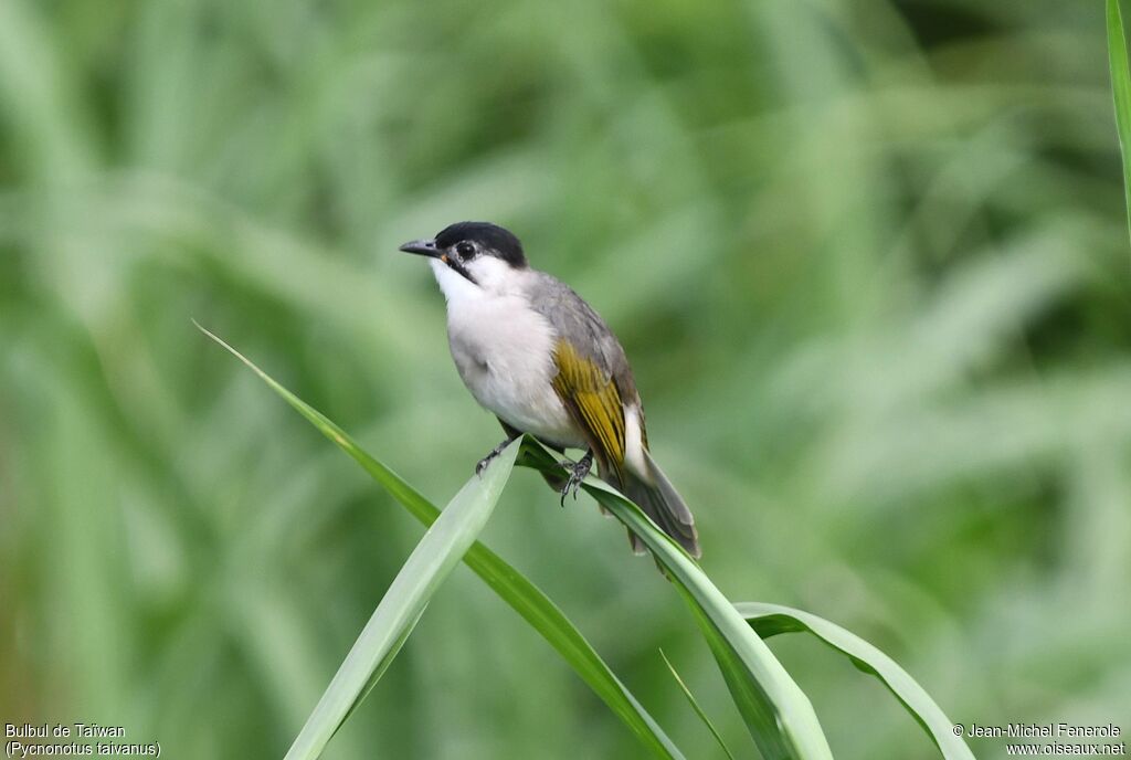 Bulbul de Taïwan