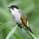 Bulbul de Taïwan