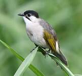 Bulbul de Taïwan
