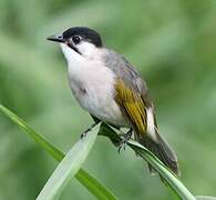 Bulbul de Taïwan
