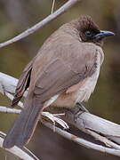 Common Bulbul