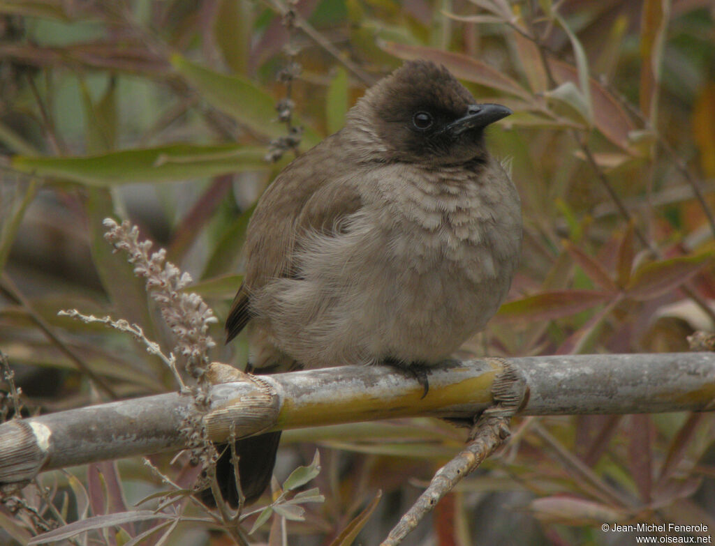 Bulbul des jardins