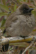 Common Bulbul