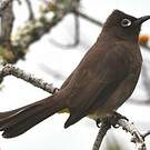 Bulbul du Cap