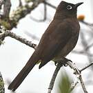 Bulbul du Cap