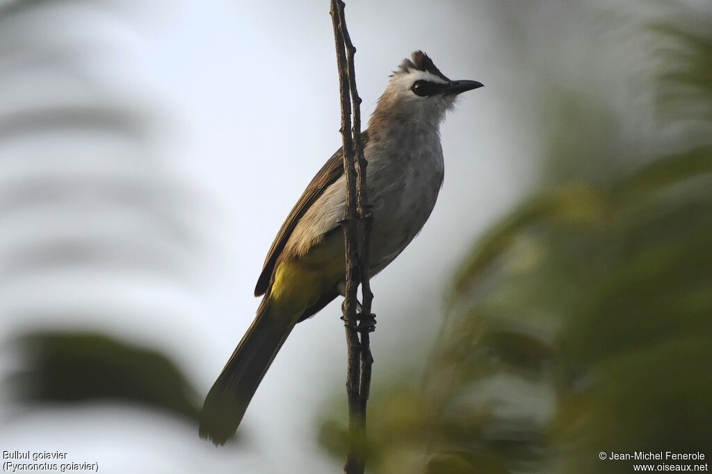 Yellow-vented Bulbul