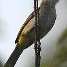 Bulbul goiavier