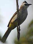 Yellow-vented Bulbul