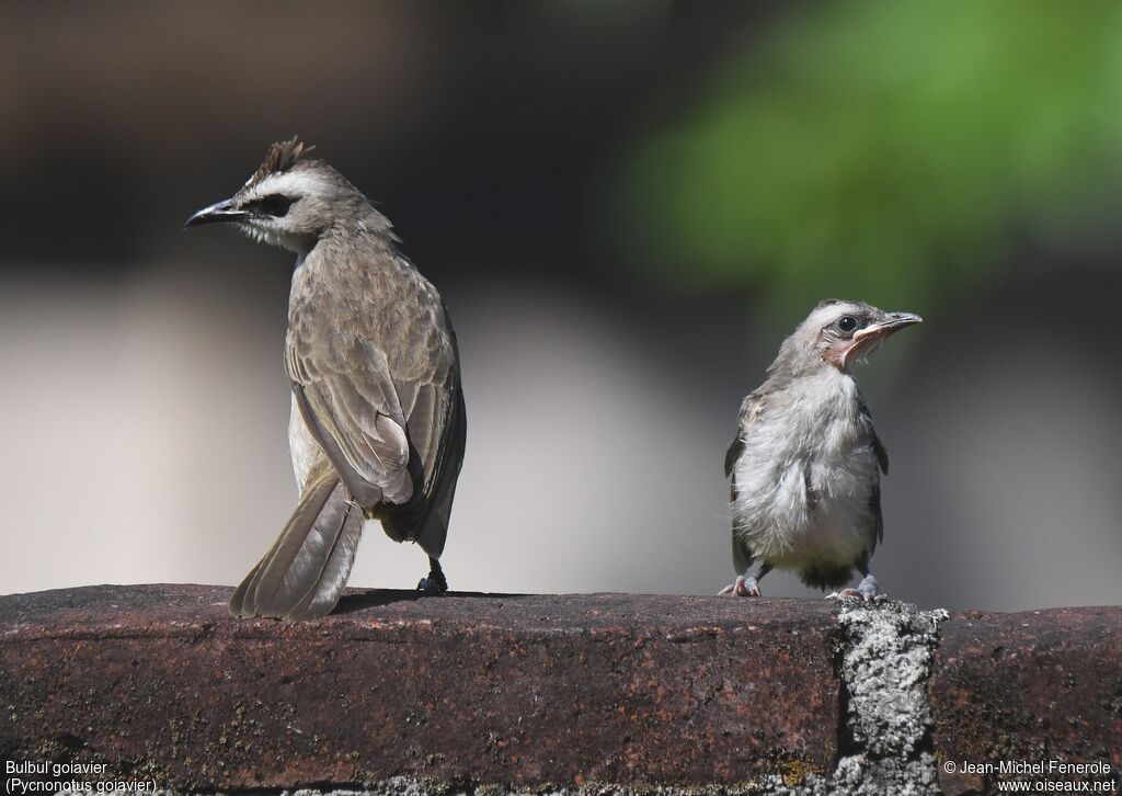 Yellow-vented Bulbul