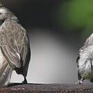 Bulbul goiavier